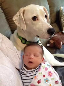 当狗狗遇上小baby,整个画面的都温柔了起来 