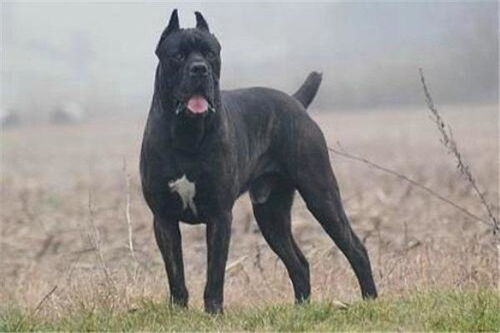 世界10大最凶猛的军犬,中国昆明犬成功上榜,你养过哪种