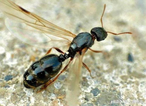 在同一个蚁穴中,为何有的蚂蚁有翅膀 有什么特别之处