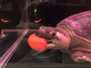 据说猪鼻龟不用需要喂,只要吃点食物残渣就可以了吗？