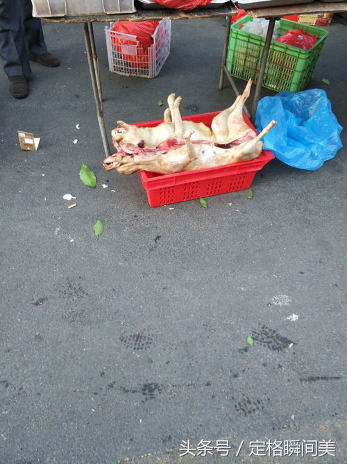 早市上美食真便宜 狗肉卖10元一斤小伙看了很稀罕一次买了20斤 