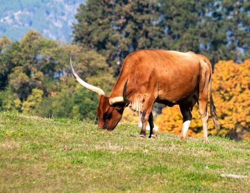 牛不吃草的常见病症,牛不吃草是什么原因,这6种原因要记好