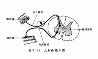 反射弧模式图 