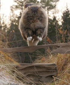 俄罗斯一网友家养的这只挪威森林猫简直霸气10足,感受下... 