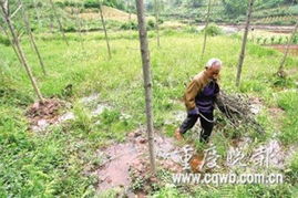 村干部责令水田不种粮食种树 只为好看