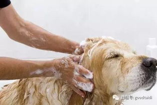 五种情况下不宜给泰迪狗狗洗澡,易患皮肤病等病症