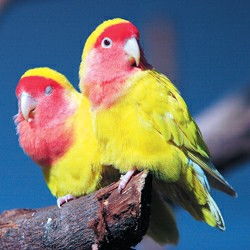黄桃牡丹鹦鹉,黄桃牡丹鹦鹉怎么分辨雌雄