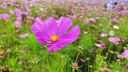 距市中心最近 面积最大的山间花海