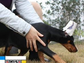 图 上海CKU营业执照双犬舍出售纯种极品杜宾幼 北京宠物狗 