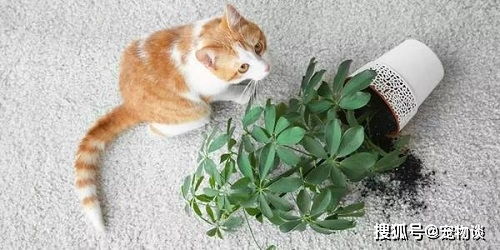 5种对于猫危害极大的花草,千万别因你个人的喜好而害了猫咪