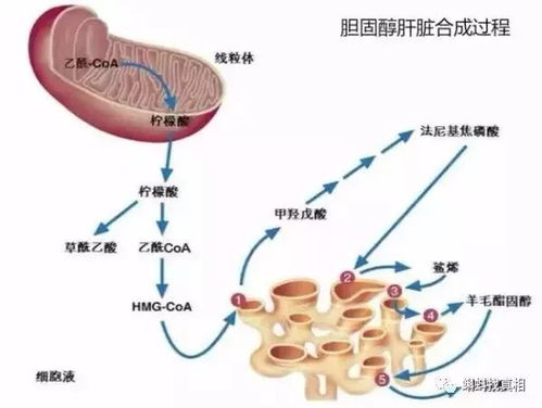 胆固醇真的有那么可怕吗