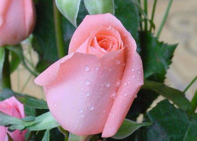 摩羯座的专属玫瑰 摩羯座的专属玫瑰花是什么