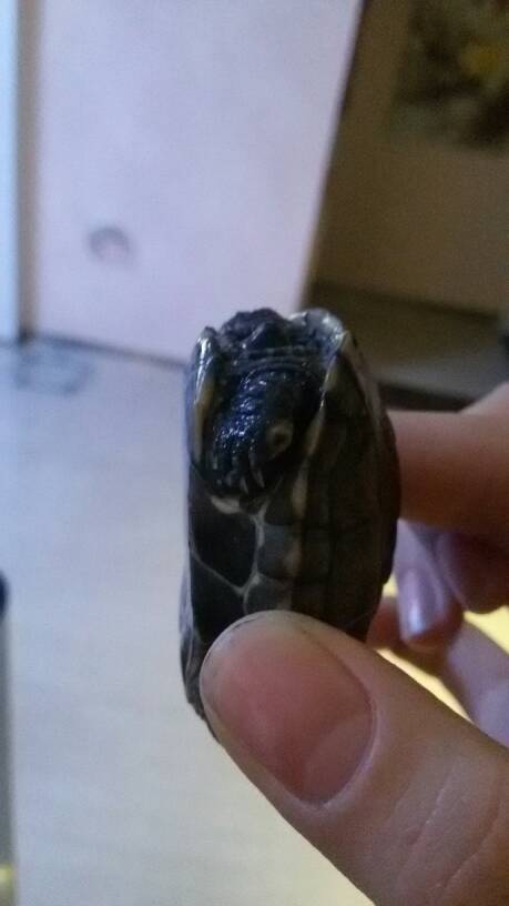 乌龟掉指甲可以和其他乌龟在一起吗 