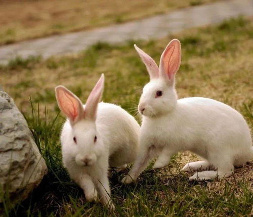 兔子感染葡萄球菌常见病