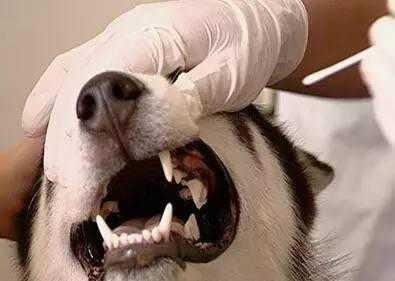 你知道狗狗的牙齿也会生病吗