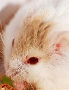 琥珀仓鼠性格和价格 琥珀仓鼠怎么养吃什么和品种寿命 爱宠网 