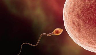备孕怀不上，卵巢发育不好影响试管过程吗？