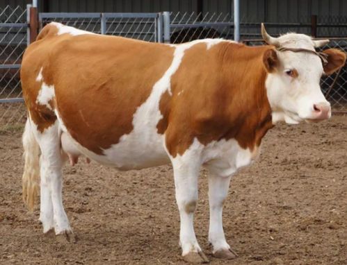 母牛发情是什么症状,怎样辨别母牛是否受孕