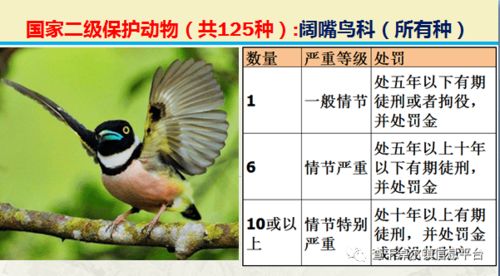 国家最新125类二级野生保护名录,图片及违法对应刑责