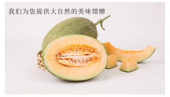 哈密瓜是什么季节的水果,波斯蜜瓜什么季节成熟