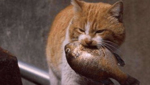 猫吃鱼为什么不怕卡刺 看完这些,终于解开了多年疑虑