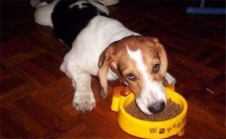 怎么判断狗狗吃没吃饱 用下面四种方法就可以
