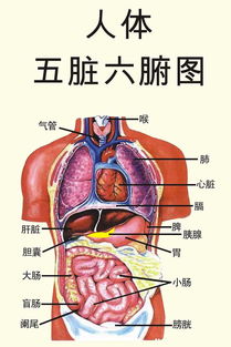 生辰八字与身体五脏六腑(八字怎么算出来,生辰八字的简单算法)