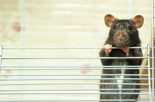 生肖命理 揭秘72年生肖鼠的毕生寿命,过了48岁后什么命