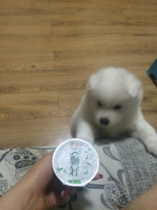 小狗能喝酸奶吗 