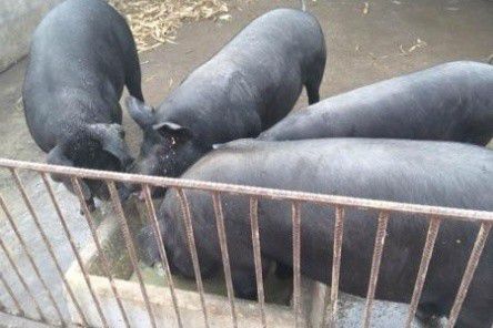 农村黑猪现在少见了,而现在市场上更多的是白猪,为什么