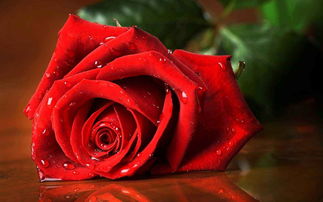 玫瑰花的人生哲理 玫瑰的人生感言