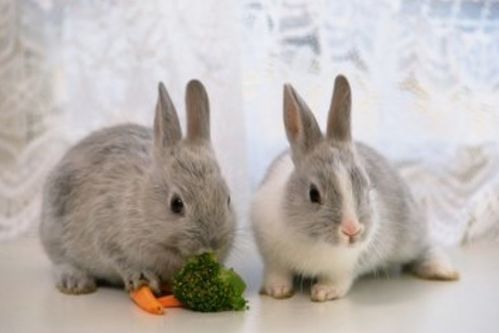 兔兔兔兔 11月15号家里有人员调动,未来1个月金运缠身
