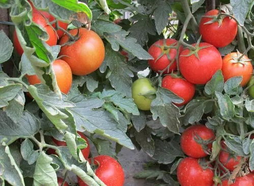 种植西红柿需要打农药吗，有没有人吃了西红柿会闹肚子的，会不会是农药残留引起的