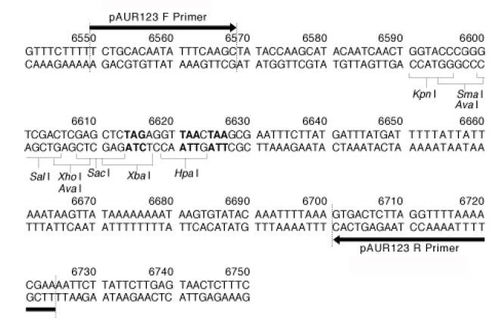 pAUR123载体质粒图谱 序列 说明书 价格