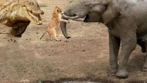 小狮子试图逃避大象和鳄鱼的攻击,现实生活中狮子王成长记 