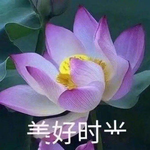 花开富贵 拍了拍你 