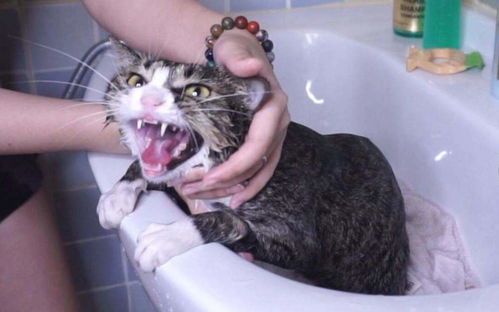关于猫咪洗澡,铲屎官一定要知道的4件事