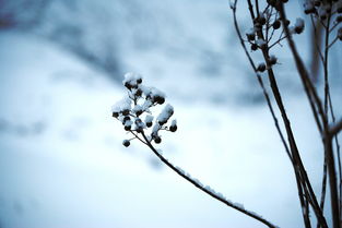 春心的诗句意蕴，古韵悠扬中的青春诗篇，春心的诗句意思是什么