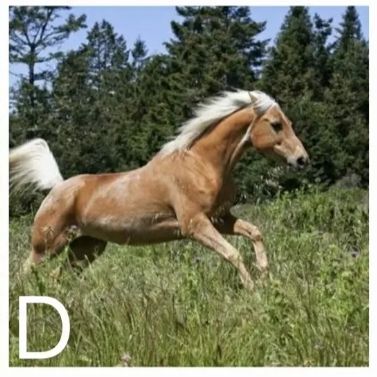 心理测试 你认为哪匹奔跑的马是向你跑来,测你富贵命还是穷命