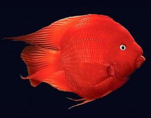 红的财神鱼为什么老发白 
