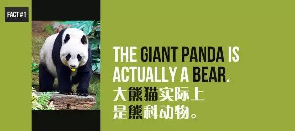 国宝熊猫的冷知识你知道多少