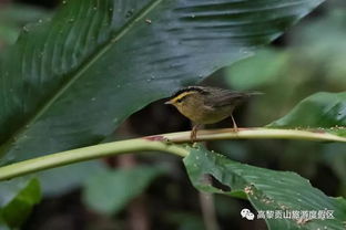 开启一场人鸟相聚之旅 第三届高黎贡山国际观鸟节暨首届 高黎贡山杯 国际观鸟 对抗赛在百花岭举行