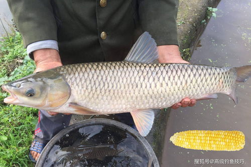 草鱼最喜欢吃什么 钓草鱼用什么窝料效果好 钓草鱼的用饵技巧