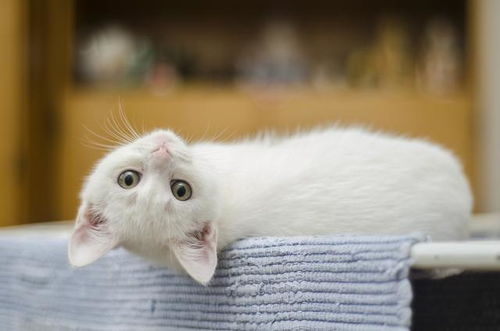 猫咪呕吐透明液体或泡沫可能是什么原因 