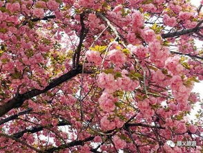 耿丹学院樱花盛开,这才是北京醉美的樱花校园 