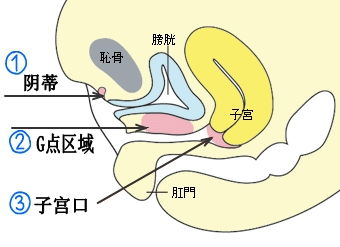 G点在哪 如何摸到私处G点