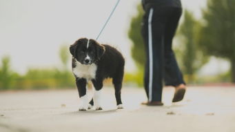 怎么训练狗跟着牵引绳走 训练狗跟随牵引绳的小技巧