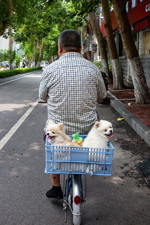济南出台养犬新规 重点管理区内每户居民限养一只犬