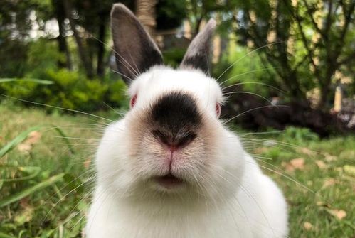 澳大利亚本不产兔子,一个人带来29只,便引发了近百年的人兔之战