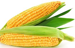 玉米的种植时间和方法,浙江春玉米种植时间和方法